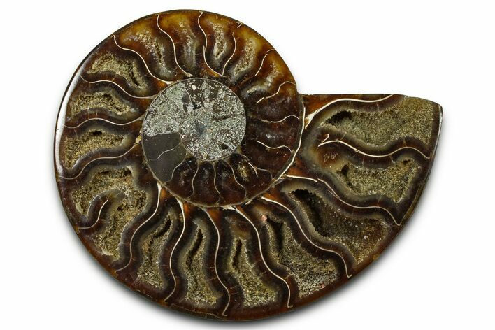 Cut & Polished Ammonite Fossil (Half) - Madagascar #377606